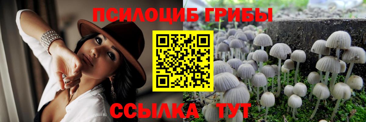 Вичуга  Галлюциногенные грибы Psilocybe  Вход с VPN 